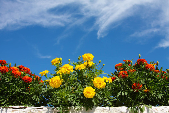 花卉
