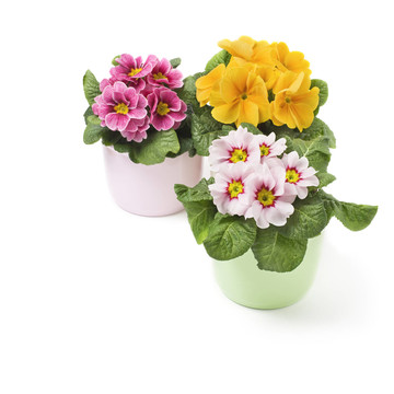 報春花