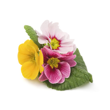 報春花