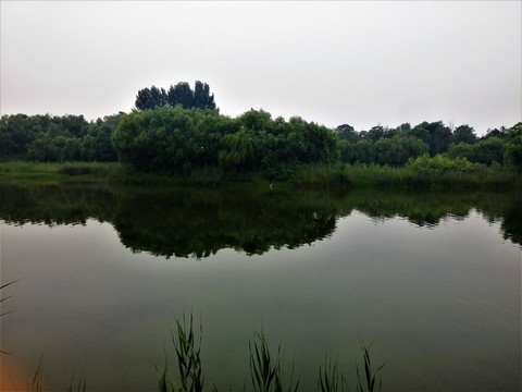 湖水 園林 綠化 倒影 綠樹