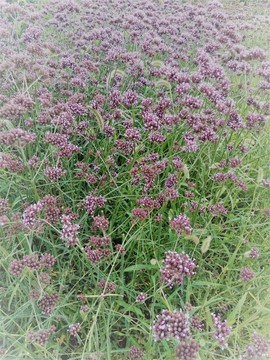 花草 野花 紅花