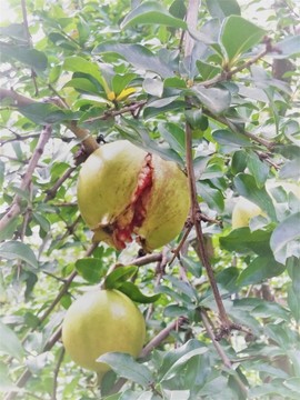 石榴樹(shù) 石榴 水果 瓜果 果樹(shù)