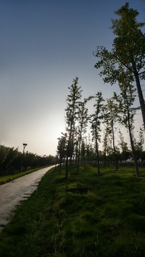 樹剪影