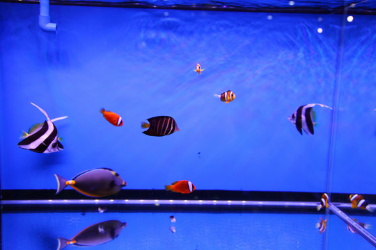 小丑魚