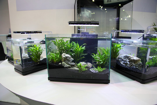 魚缸造景