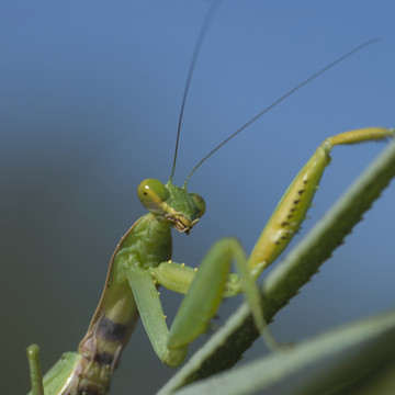 昆蟲