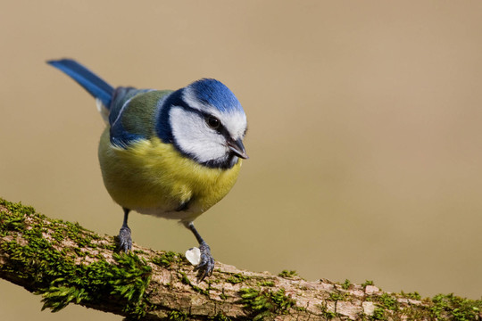 bluetit