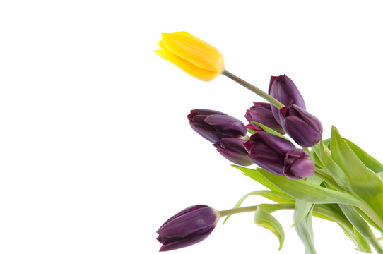 tulpenstrauss