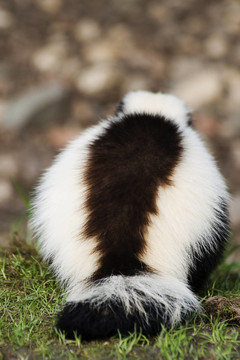 哺乳動物