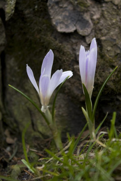 該公司krokusse了BLü十BLüTE FRü處理該krokusblüTE