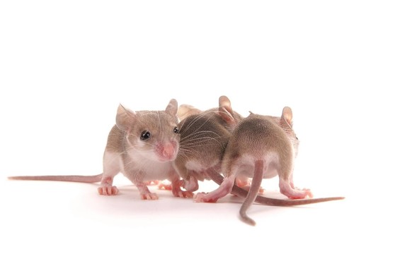 動物