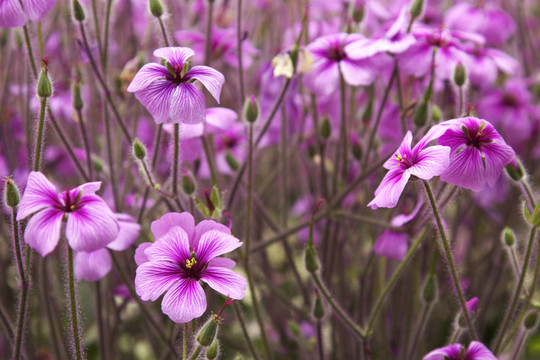 花卉