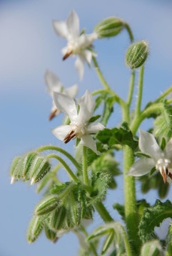白borretsch（Borago officinalis）