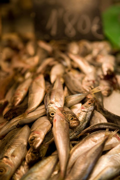 魚在馬洛卡