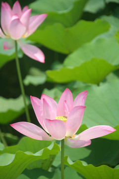 花卉