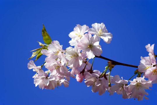櫻花