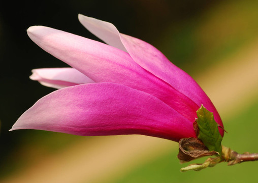 開放tulpenmagnolie