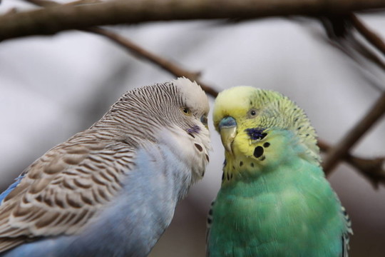 寵物鳥