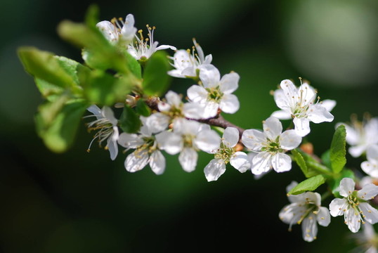 黑刺李（Prunus spinosa）