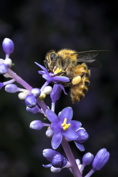 蜜蜂與花