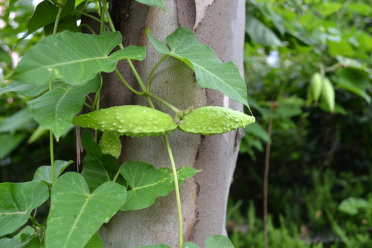 野生植物 鄉(xiāng)間田地植物