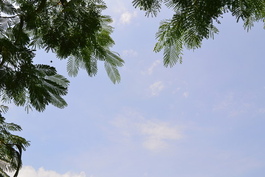 鳳凰樹(shù)葉背景圖