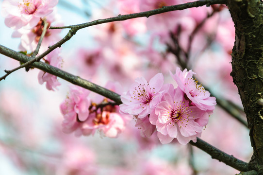 梅花