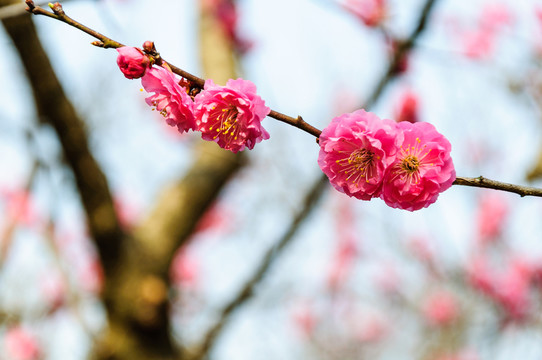 梅花