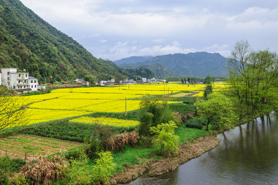 柯村油菜花