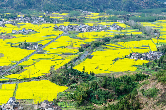 柯村油菜花