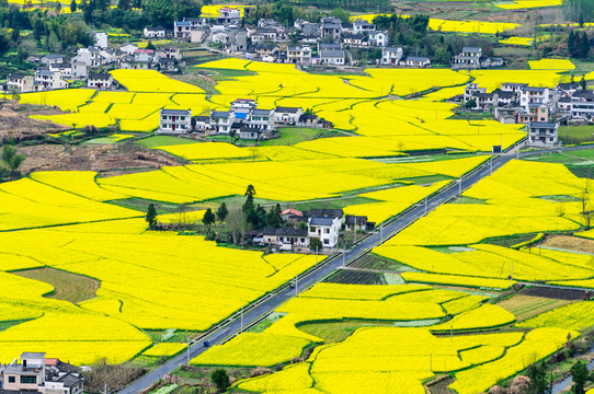 柯村油菜花