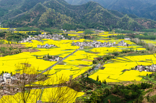 柯村油菜花