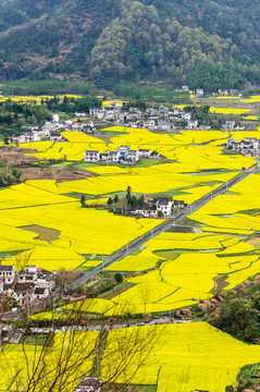 柯村油菜花