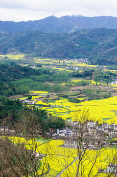 柯村油菜花