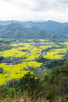 柯村油菜花
