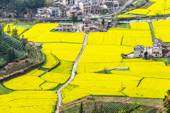 柯村油菜花