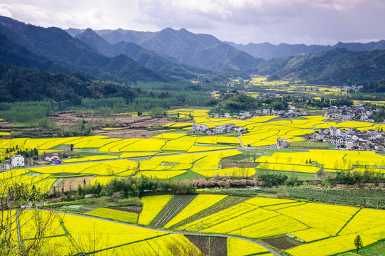 柯村油菜花