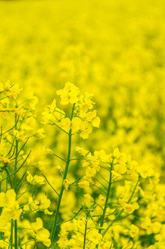 油菜花