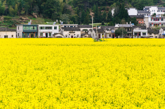 柯村油菜花
