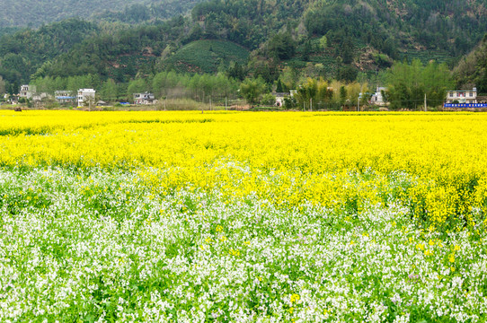 柯村油菜花