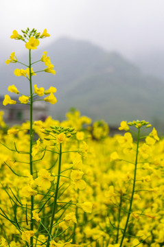 柯村油菜花
