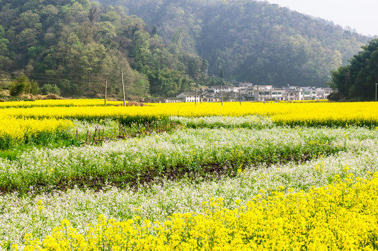 柯村油菜花