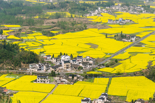 柯村油菜花