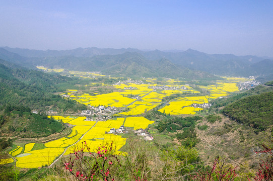 柯村油菜花