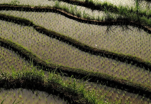 稻田