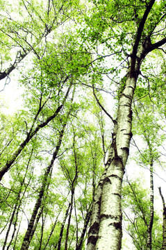 birkenwald 2
