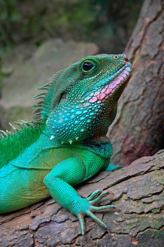 wasseragame