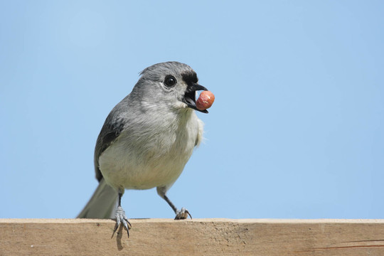 藍鳥