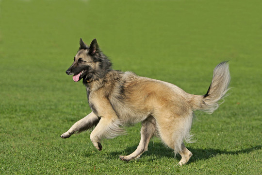 德國牧羊犬