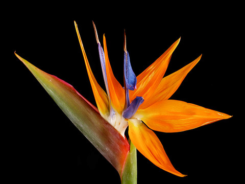 花卉